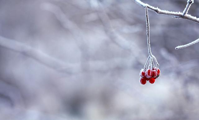 Small berries hanging on a snowy tree branch.